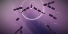 Splice