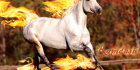 Rapidash