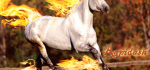 Rapidash
